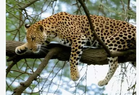 AI Video from prompt: Animalul se ridică ușor de pe ramură și sare pes