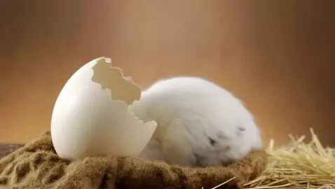 AI Video from prompt: A realistic baby Uzbek rabbit, wearing a traditi