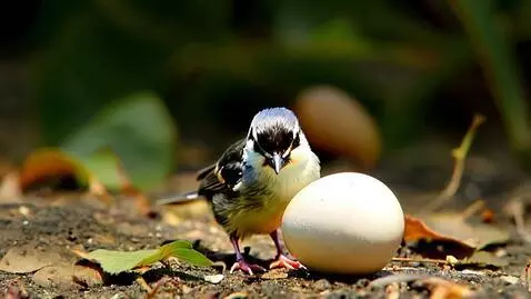 AI Video from prompt: Create a video about a titmouse being born and g