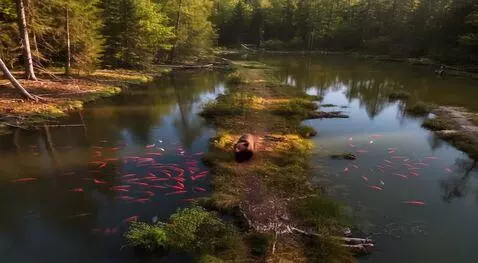 AI Video from prompt: Медведь смотрит на один пруд с карпами, затем на