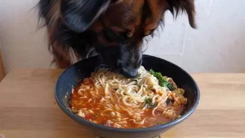 AI Video from prompt: dog eat noodles