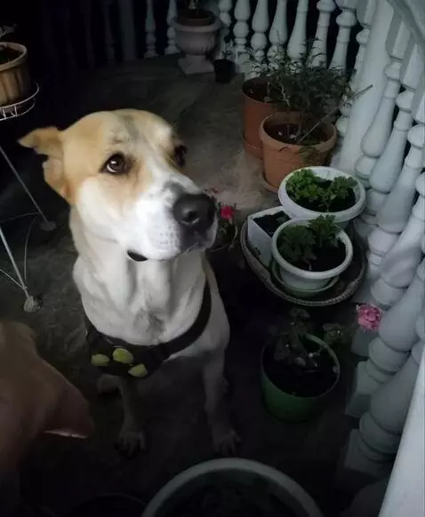 AI Video from prompt: The dog stood on two paws and began to water the