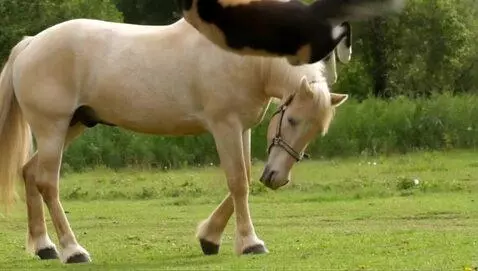 AI Video from prompt: the cat jumped off the horse with a backflip