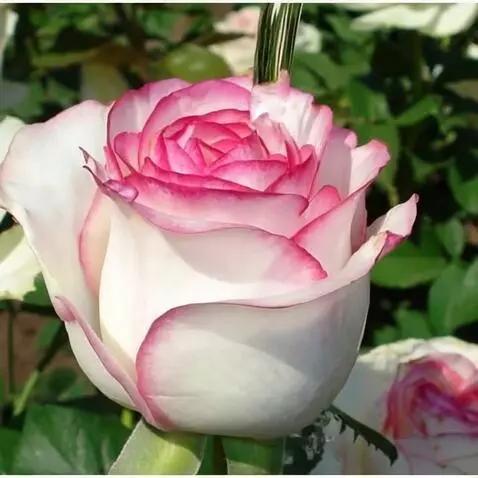 AI Video from prompt: на ветру качается роза в капли воды вода течёт п