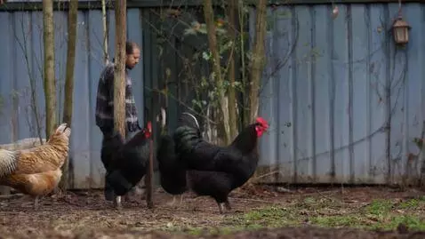 AI Video from prompt: Бегают куры без головы