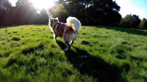 AI Video from prompt: A dog running on a grass