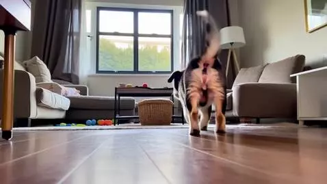 AI Video from prompt: Happy puppy  playing