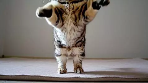 AI Video from prompt: A cat jumps up and down like a bunny