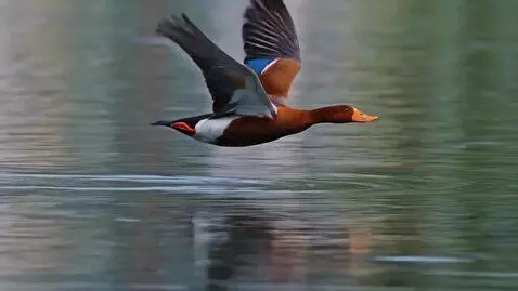 AI Video from prompt: a duck flying