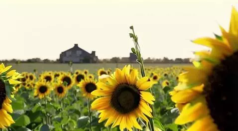 AI Video from prompt: Is Jodi ka kis video banaya