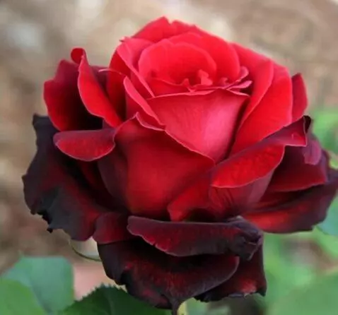 MiniMax Hailuo-02 (pro) video