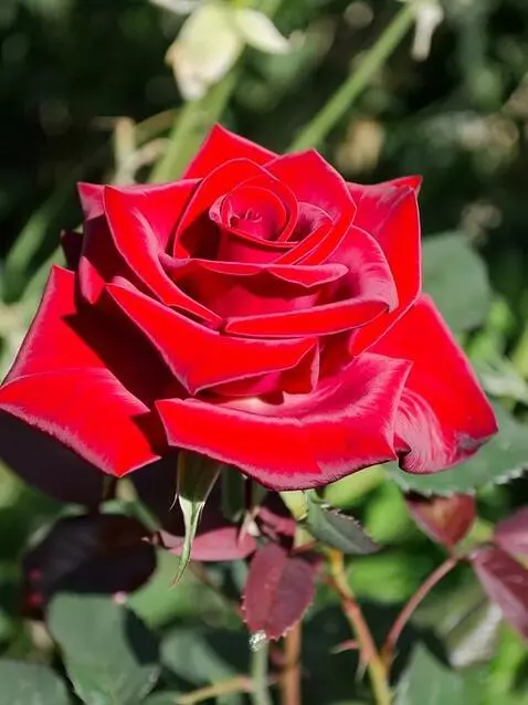 MiniMax Hailuo-02 (pro) video