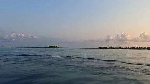 AI Video from prompt: большой кит быстро плывет в воде вперед.  Тело и