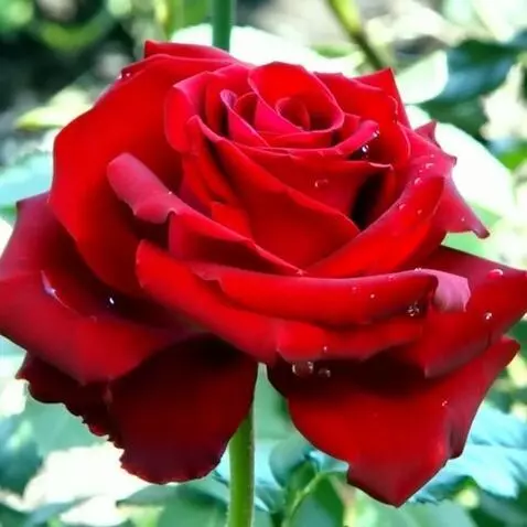 MiniMax Hailuo-02 (pro) video