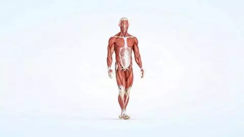 AI Video from prompt: Generate a highly detailed 3D animation of the h