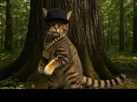 AI Video from prompt: Кот танцует хип-хоп. Движение камеры как на конц