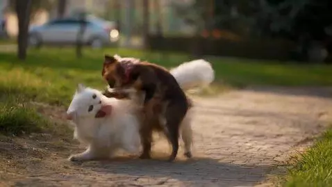 AI Video from prompt: legendary cat fights with legendary dog