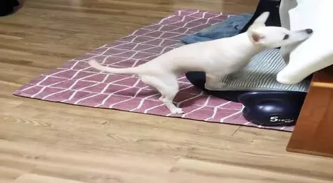 Hunyuan Video I2V video