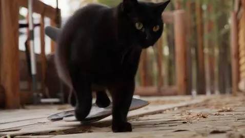 AI Video from prompt: Толстый черный пушистый котик едет на скейтборде