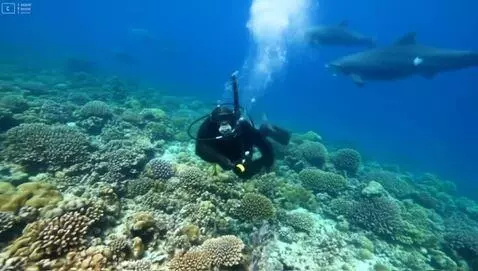 AI Video from prompt: A chimpanzee wearing scuba diving gear diving on