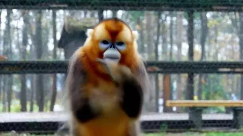 AI Video from prompt: make me a video of a monkey dancing
