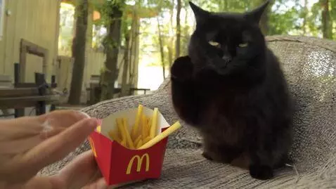 AI Video from prompt: cat at McDonald’s