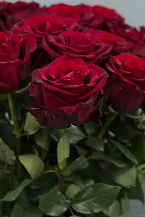 AI Video from prompt: на ветру качается роза в капли воды  ветер вода 