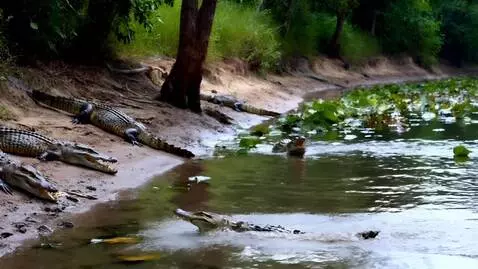 AI Video from prompt: 2 minute video with crocodiles