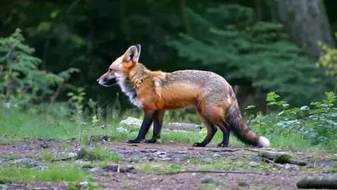AI Video from prompt: fox in forest