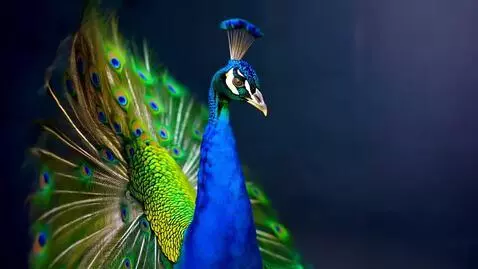 AI Video from prompt: "Under the warm, cleansing glow of the Father Ph