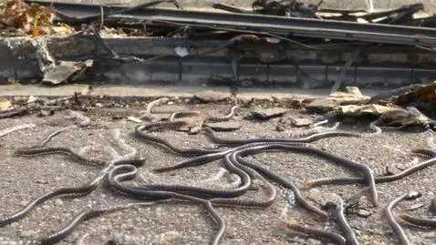 AI Video from prompt: plastic worms crawl around the city and destroy 