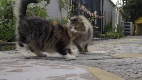 AI Video from prompt: Gato corriendo en moto