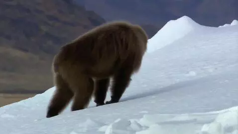 AI Video from prompt: Ultra realistic neanderthals walking in ice age,