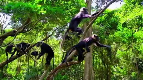 AI Video from prompt: a group of howler monkeys playfully swing from b