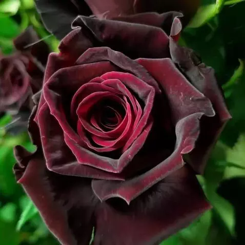 AI Video from prompt: сильный ветренный дождь