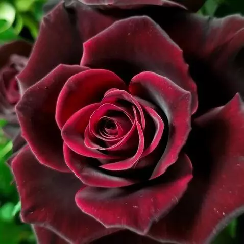 AI Video from prompt: ВЕТЕР ДУЕТ НА РОЗУ