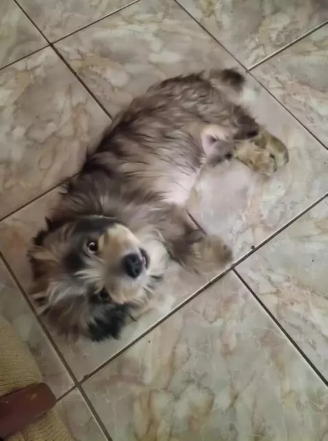 AI Video from prompt: Puppy like cake cut in half