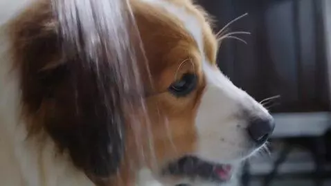 AI Video from prompt: Dog taking a shower