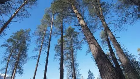 AI Video from prompt: На бирюзовом фоне падают сиреневые лепестки как 