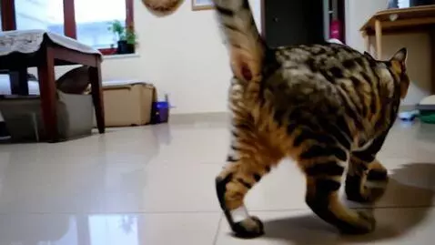 AI Video from prompt: Кошка ходит по комнате