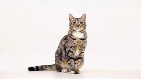 AI Video from prompt: Кот луна ФБР прыгает на месте