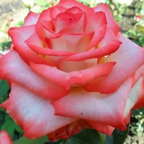 MiniMax Hailuo-02 (pro) video