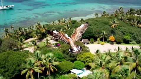AI Video from prompt: Птица летит над тропическим островом