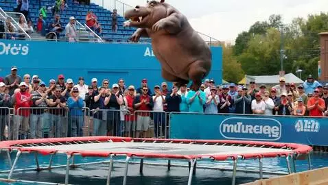 AI Video from prompt: „Un hipopotam real participă la un concurs de să