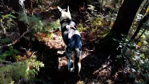 AI Video from prompt: a wolf walking through a forest