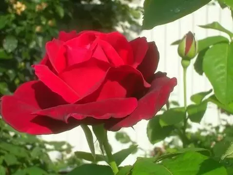 MiniMax Hailuo-02 (pro) video