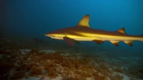 AI Video from prompt: shark in the ocean with soma fauna