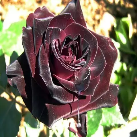 MiniMax Hailuo-02 (pro) video