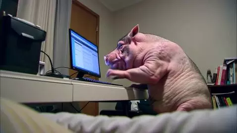 AI Video from prompt: Злющая свинья сидит перед монитором и клавиатуро