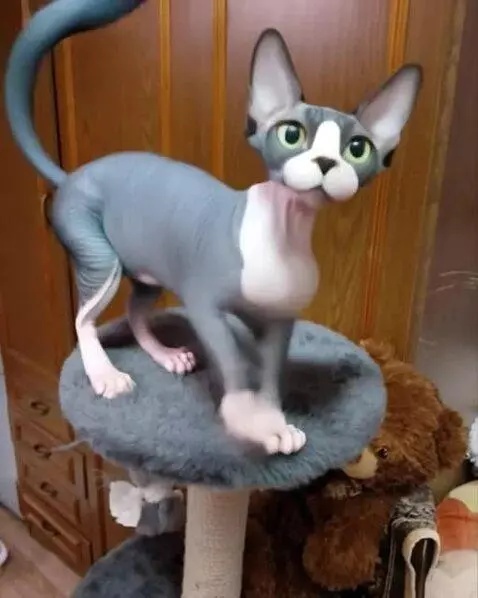 AI Video from prompt: The cat got up and started dancing her booty, sh